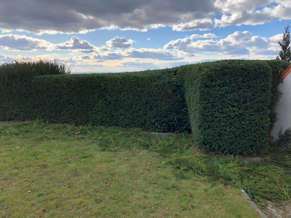 Geschnittene Hecke